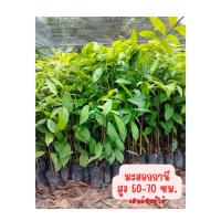 ราคา กล้ามะฮอกกานี ต้นละ10บาท สูง60-80ซม. (23459982971)