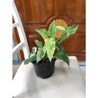 ราคา ต้นเงินไหลมาด่างขาว (18624724907)