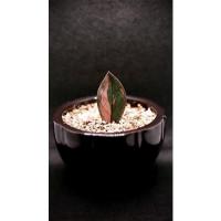 ราคา ต้นกวักมรกตดำด่างชมพู (11149789238)