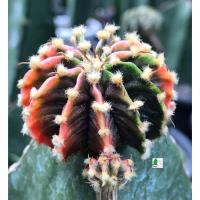 ราคา LB2178 แอลบี 2178 แท้ด่าง Gymnocalycium friedrichii LB 2178 Agua dulce LB2178 (30) (10145918279)