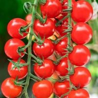 ราคา เมล็ดพันธุ์ มะเขือเทศเชอรี่สวีท มะเขือเทศเชอรี่สวีทปริ้นเซ็ท มะเขือเทศเชอรี่แดงกลม [10 แถม 1 คละได้] (10289334148)