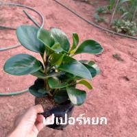 ราคา ต้นเปเปอร์หยก ต้นไม้ประดับ (6735037649)