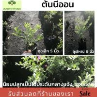 ราคา ต้นนีออน ทรงพุ่มสวย พร้อมออกดอก (7544458476)