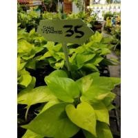 ราคา ต้นพลูด่างราชนีสีทอง (11622378282)