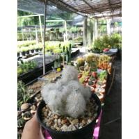 ราคา แคคตัสพ่อเฒ่า ทรงกอ ทรงหูกระต่าย ต้นเดี่ยว (5061976729)