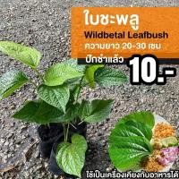 ราคา ต้นใบชะพลู (ชุด 1 ต้น) (19960426945)