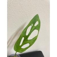 ราคา พลู​ฉลุ​ด่าง​อินโด​Monstera​Adansonii​2ต้น (10769773498)