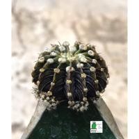 ราคา แคคตัส LB2178 แท้ Gymnocalycium friedrichii LB 2178 Agua dulce LB2178 _13พู (8065219127)