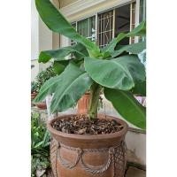 ราคา กล้วยหอมแคระ หน่อกล้วยหอมแคระ ไม้มงคล ไม้ประดับ (20669069722)