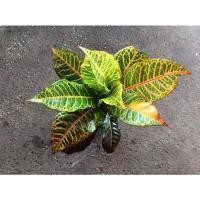 ราคา ต้นโกสน ไม้มงคล ปลูกประดับ สวยงาม ขายต้นที่โชว์ (10812924871)