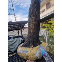 ราคา ต้นตะโกบอนไซ ใหญ่สวย (22680587492)