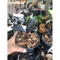 ราคา กวักมรกตดำ #6ไม้มงคลราคาถูก ไม้กระถางขนาดเล็ก ไม้ในกระแส ไม้ยอดนิยม (6475959099)