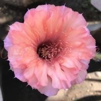 ราคา Echinopsis 021 Sleeping Beauty อิชินอฟซิส กระบองเพชร แคคตัส (19713366116)