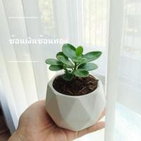 ราคา ช้อนเงินช้อนทอง #ไม้มงคล (5724352258)