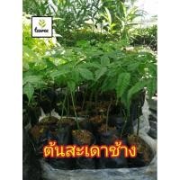 ราคา ต้นสะเดา​ช้าง​ สะเดา​เทียม​ สูง​10-15​ซม. (9473191277)