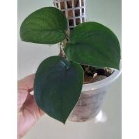 ราคา Scindapsus Jade Satin (5078745278)