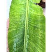 ราคา กล้วยด่าง เทพพนมด่างลายหินอ่อน (4768145071)