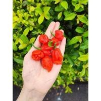 ราคา พริกแคโรไลนารีเปอร์ CarolinaReaperPepper Carolina Reaper Pepper พริกที่เผ็ดที่สุดในโลก (22949875352)