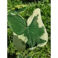 ราคา ถุงเงินถุงทอง กระถาง5นิ้ว ไม้มงคล ไม้ประดับ ด่างสวยทุกต้น (12342323902)