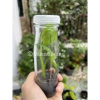 ราคา [A4] กล้วยฟลอริด้า เปิดใบด่างแล้ว ไม่ต้องลุ้น พร้อมอนุบาล (14312483613)