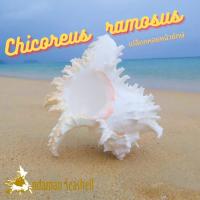 ราคา Andaman seashell เปลือกหอย หอยหน้ายักษ์ (Chicoreus ramosus) (17420696363)