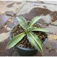 ราคา อากาเว่agave ferox variegata (12566378601)