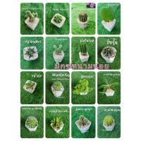 ราคา กระบองเพชร ฮาโวเทีย ไม้อวบน้ำยูโฟเบียไดโนเสาร์ (11902928018)