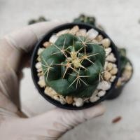 ราคา แคคตัส ช้าง coryphantha elephantidens (3383871417)