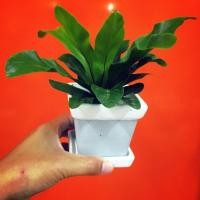 ราคา เฟิร์นข้าหลวง ต้นไม้มงคล (7743240702)