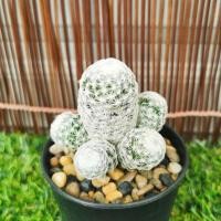 ราคา กระบองเพชรแมมลูกกอล์ฟ (Mammillaria humboldtii) (10201398707)