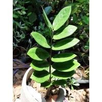 ราคา ต้นกวักมรกต ไม้มงคล ไม้ประดับ (20705962622)