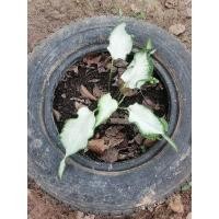 ราคา บอนสี​ กวนอิม​ บอนสีสวยสวยต้น​แข็งแรง​ (17800587862)