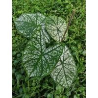 ราคา บอนสี อิเหนา บอนสีอิเหนา ไม้มงคล แม่พันธ์ุ กระถาง 5 นิ้ว (13342277115)