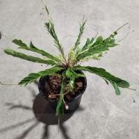 ราคา ต้นธรณีสาร #ไม้พื้นบ้าน#ไม้มงคล (6520692924)