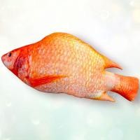 ราคา หมอนปลาทับทิม ราชาปลาเผา หมอนของขวัญ หมอนแต่งร้าน หมอนของกิน 50ซม (7670132103)