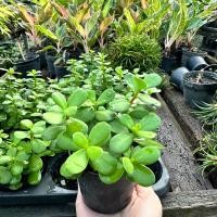 ราคา ต้นคลาสซูล่า ต้นใบเงิน ต้นดูดเงิน แพ้คส่งพร้อมกระถาง เหมาะปลูกในห้อง ตั้งโต๊ะต้น ไม้ฟอกอากาศ (18980496249)
