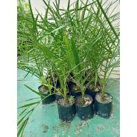 ราคา ต้นอินทผาลัม พันธุ์บาฮี(ลูกสีเหลือง)เพาะเมล็ด (19718363412)