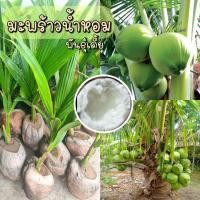 ราคา มะพร้าวกะทิพร้อมวิธีลับที่ทำให้เป็นกะทิต้นมะพร้าวกะทิเตี้ยฟูๆ2ต้น350 (11806145061)
