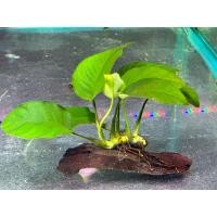 ราคา ต้นไม้จริง ต้นไม้น้ำอนูเบียส รากติดขอน สำหรับตกแต่งตู้ปลา (21495331422)
