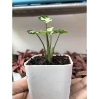 ราคา ขายดีต้นออมเงิน ต้นไม้แคระ ต้นไม้มงคลซื้อไว้ประดับบ้าน ราคาถูก รับจัดทำของชำร่วยงานต่างๆๆ (9912352156)