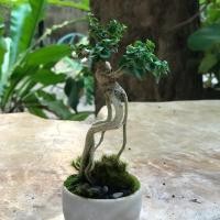 ราคา ต้นเพรมม่าไต้หวัน ทรงน่ารัก สวยมากค่า (1900444273)