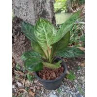 ราคา อโกลนีมา ชื่อ ก๊อตอามี่ หรือ กำไลนาก (17739394039)