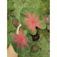 ราคา บอนสี​ ช้างเผือกใบบัวด่าง​/ขายเป็นต้น (11983400831)