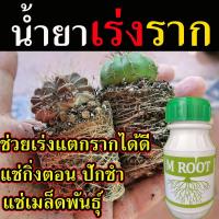 ราคา ของแท้ ! น้ำยาเร่งราก M Root ขนาด​ 250 ซีซี เร่งราก วิตามินเร่งราก ฮอร์โมนพืช เพียงแช่กิ่ง รากขึ้นตรึม ใช้ง่าย (22554779981)