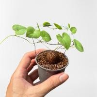 ราคา ต้นกระดองเต่าแอฟฟริกา (dioscorea elephantipes) (6956955109)