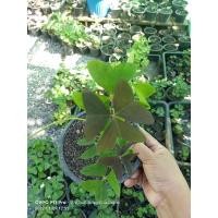 ราคา Oxalisต้นผีเสื้อราตรีสีผสมใบเขียว+ใบ ช็อกโกแลต (10373889717)