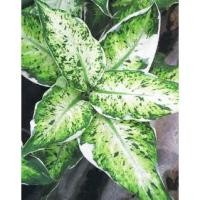 ราคา ต้นเศรษฐีรับเงิน ต้นไม้มงคล ดูดสารพิษได้ อโกลนีมา ปลูกแล้วรวย เศรษฐีนิยม กระถางดำ 4 นิ้ว 139 บาท (6571622097)