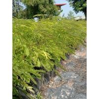 ราคา ต้นส้มป่อยขายเป็นชุด 10 ถุง 150 บาท (19785358214)