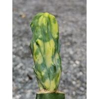 ราคา 01- ตอบลูคริสด่าง ไม้กราฟ 1 ต้น # บลูด่าง ตอบลู ตอบลูด่าง คริสด่าง ไม้ด่าง ตอด่าง Cactus แคคตัส กระบองเพชร ไม้อวบน้ำ (11717489362)