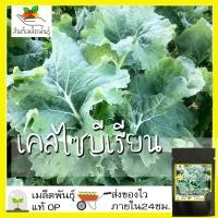 ราคา เมล็ดพันธุ์ เคลไซบีเรียน 500 เมล็ด Siberian Kale Seed เมล็ดพันธุ์แท้100% นำเข้าจากต่างประเทศ ปลูกผัก ถูก ดี สวนครัว (8922842568)
